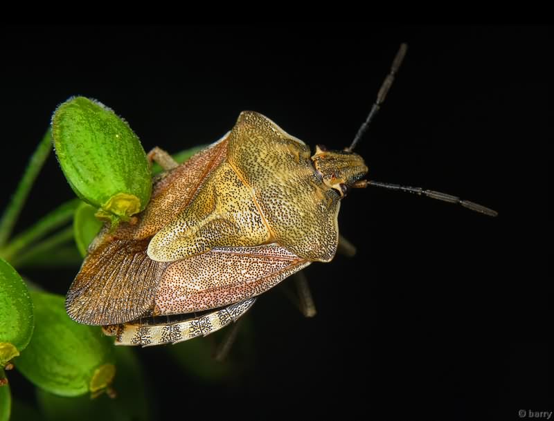 Carpocoris purpureipennis (De Geer, 1773)